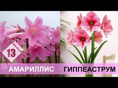 Video: Hippeastrum: Reproductie En Distillatie