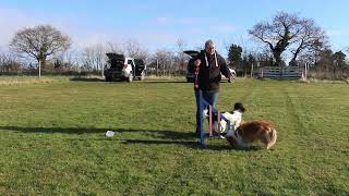 Beginner Agility Training  What are wing wraps