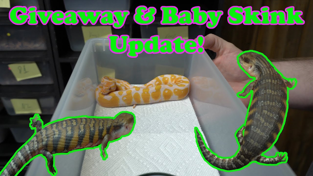 skins exclusivas fortnite Giveaway Update and Baby Blue Tongue Skink Update!