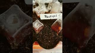 Blackeyed Susan Finally Saying Hello