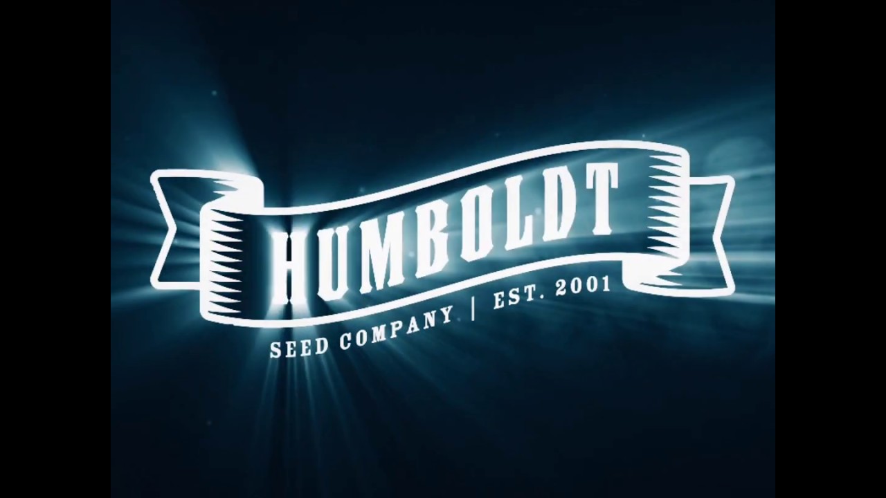 purple panty dropper strain video