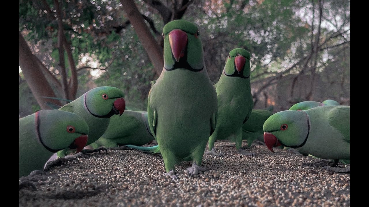 Parrots of Jawaharlal Nehru University. 