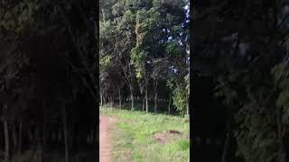 SIMPLE VLOG WITH MY TRIPOD