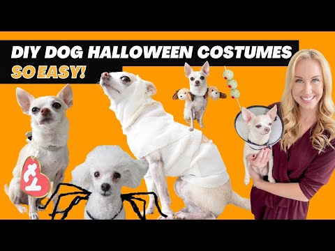 วีดีโอ: 5 Fun DIY Dog Halloween Costumes