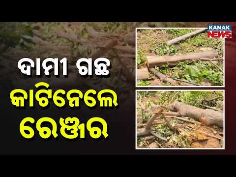 Illegal Teak Tree Cutting Raises Questions on Forest Department In Angul