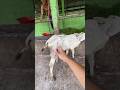 Penyuntikan sapi kecil agresif‼️#shorts #animals #cow