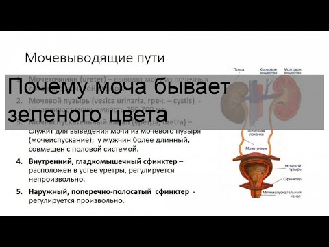 Почему моча бывает зеленого цвета