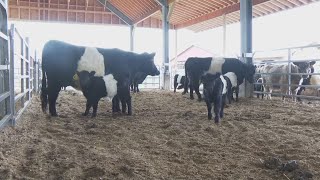 Rockport's Aldermere Farm welcomes new calves and a new barn for visitors