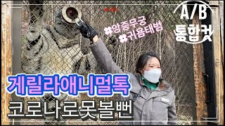 [에버랜드 한국호랑이 애니멀톡 with 이지연사육사] 게릴라 애톡 건곤 태범 무궁에게 왜 가세요 하는지 의문이 풀린 애니멀톡, 애교무궁 간식달라 하악질, 귀요미