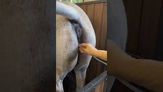 Placement Dune Sonde Urinaire Chez Une Jument Savez Vous Pourquoi?