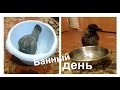 Банный день у Вороны и Голубя