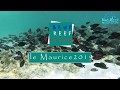 Ilemaurice nature love reef