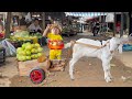 Farmer cutis takes goat harvest guava sell buy piggy bank