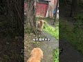 Why can’t Zaizai even recognize its mother? The golden retriever’s cute pet debut plan