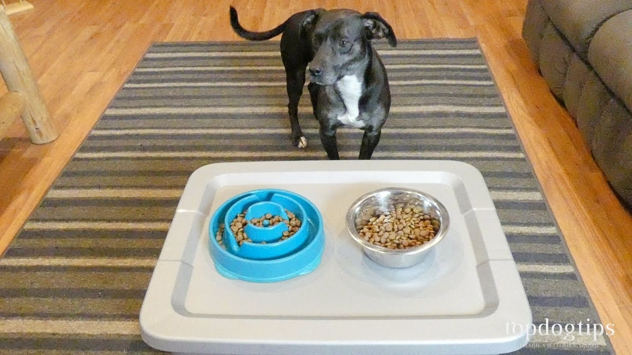 Easy DIY Dog Bowl Stand (Bone-Shaped!)