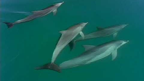 NOVA: The Private Lives of Dolphins (1992) 🐬🧠 | Inside Dolphin Intelligence Like Never Before