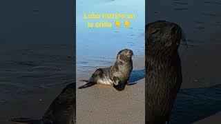#faunamarina #sos #mares  @greenpeace #playa