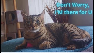When You Feel Sad, Remember that I'm There For You 😇Funny Cat Videos will Make you Laugh😃 Watch Full by Namira Taneem 🇨🇦 305 views 11 days ago 25 minutes