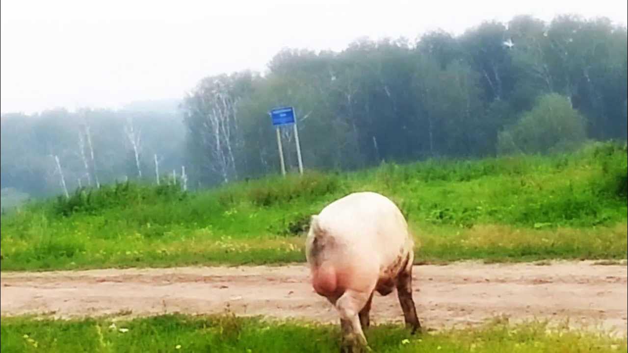 Поросятам давать яйца. Свинья с большими яйцами. Свинья хряк с большими яйцами.