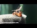 Australian Stingless Bees Mating 🐝