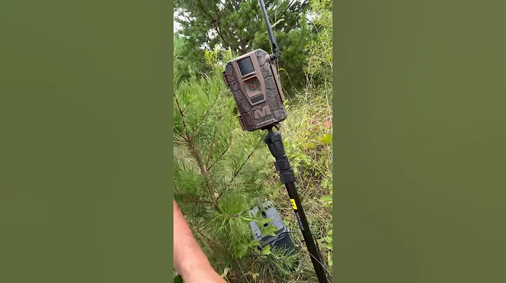 Settin my muddy cell cam in my new food plot. The muddy mitigator
