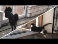 Cats and Dogs vs. Glass Doors [NEW]