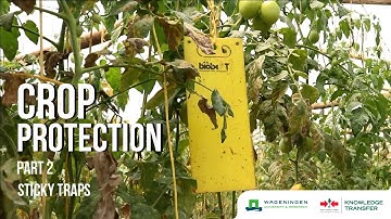 Crop Protection Part 2 – How and Why to use Sticky Traps