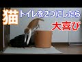 猫のトイレを2つにして大喜びの動画「アイリスオーヤマ」
