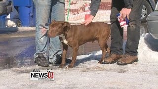Dogs adopted just before being euthanized in Waterbury