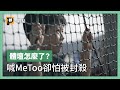 台灣體壇 #MeToo 沒人理？為國爭光的背後，說不出口的性暴力？｜公視P# 新聞實驗室