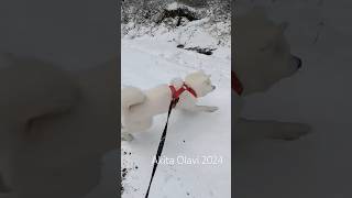 Akita Inu and Happiness