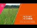 ノビエとはどんな雑草？防除しないとどうなる？