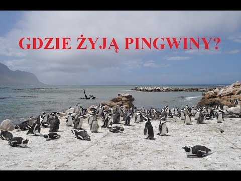 Wideo: Gdzie Mieszkają Pingwiny?