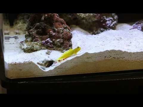 yellow watchman goby pistol