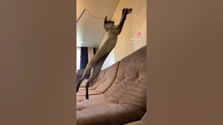 Watch the video about A spectacular sight! #cats #youtubeshorts #animals #viral #orientalcat #peterbald