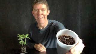 How Plants Grow (ASL)