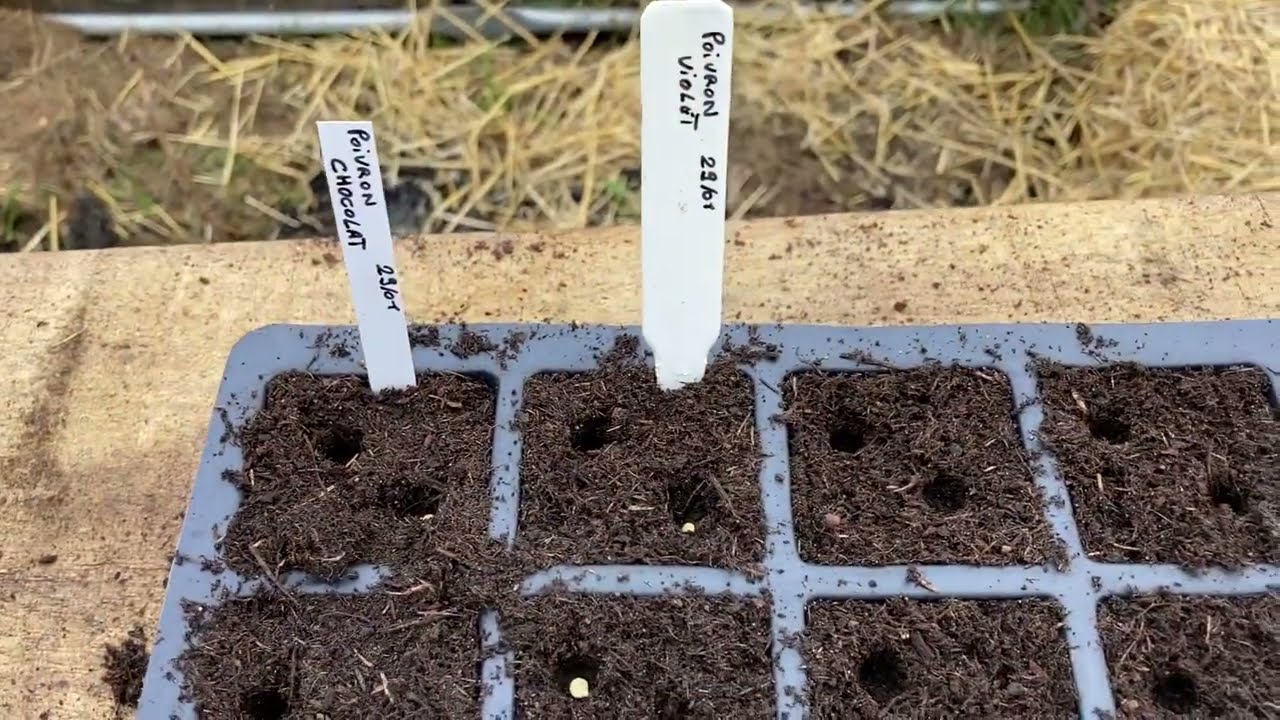 5 semis 🌱 à faire en février