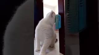 Cute Beautiful cats life1 #cats #catslovers #funnycats #shortsvideos#cutecat #viralvideos #catsvideo