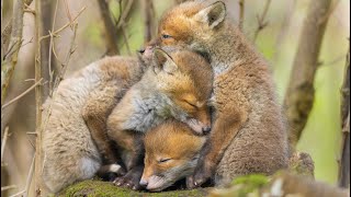 Springtime Foxes