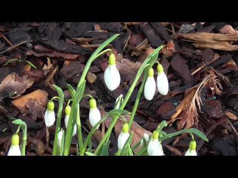 Galanthus 'Sutton Courtenay'