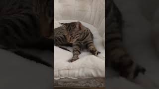 Our Maisy Is Whipping Up A Batch Of Fresh Biscuits