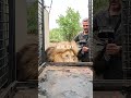 How to Transport LIONS #wildlife #cat #sanctuary