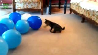Funny Cats vs Balloons Compilation 2014 NEW HD