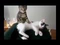 Gatos com palhaçadas épicas 20 Minutos
