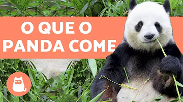 Qual é a alimentação do panda?