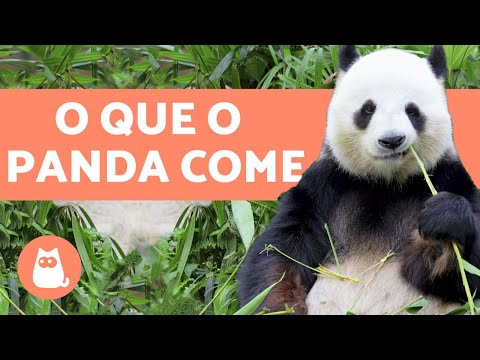 Vídeo: Você sabe onde o panda mora?