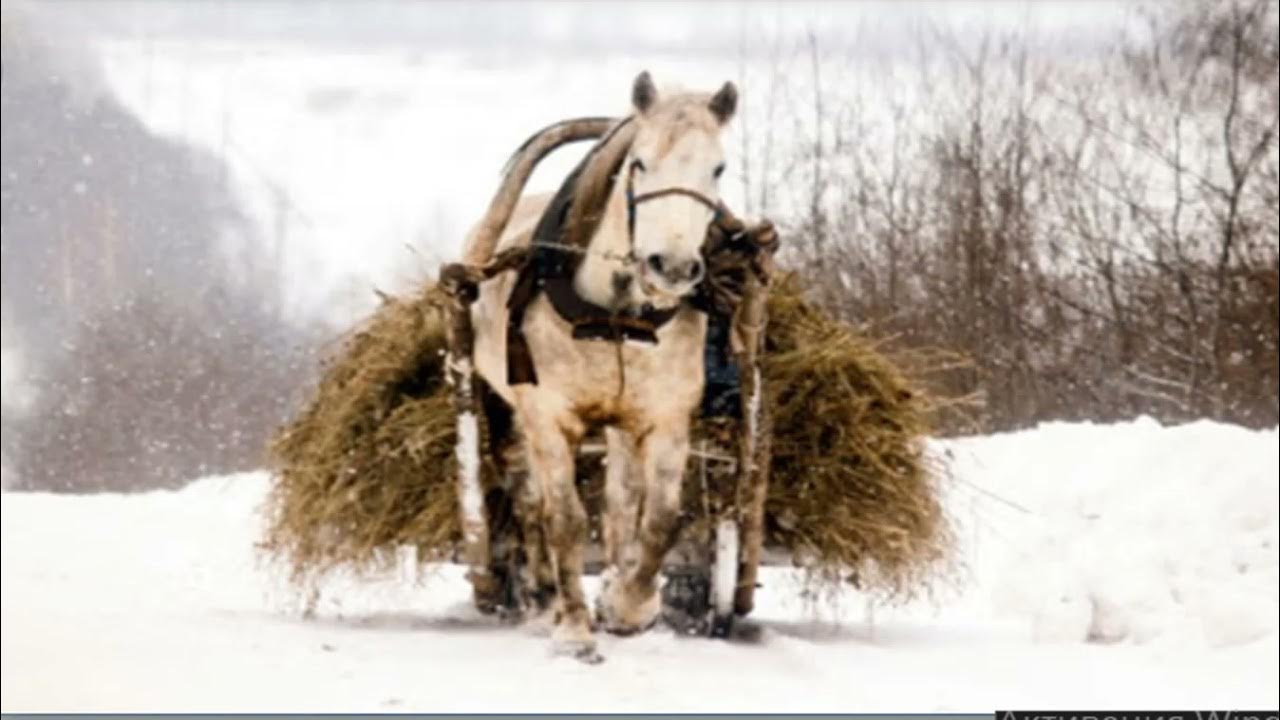 Лошадь сено в день. Лошадь с хворостом. Сено для лошади на зиму. Лошадь с дровами. Лошадь везет.