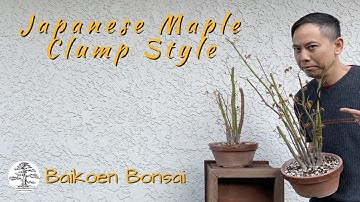 Japanese Maple - Clump Style Kabudachi Initial Styling -  Bonsai Techniques - Baikoen Bonsai Club