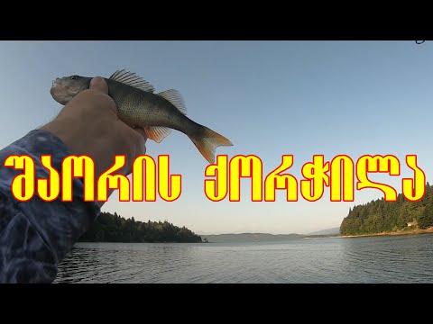 შაორის ქორჭილა