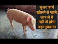 सूअर फार्म खोलने से पहले की जरुरी जानकारियां Pig Farm Open with Right Information